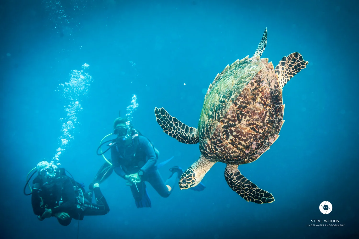 A hawksbill sea turtle swimming with a diver in the background
