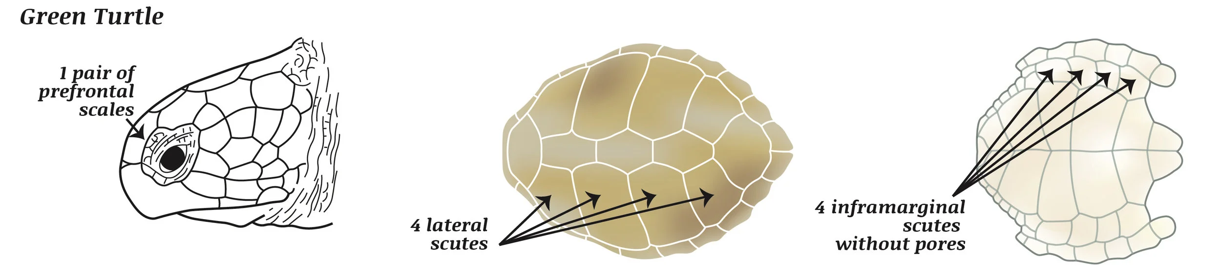 green turtle.jpg