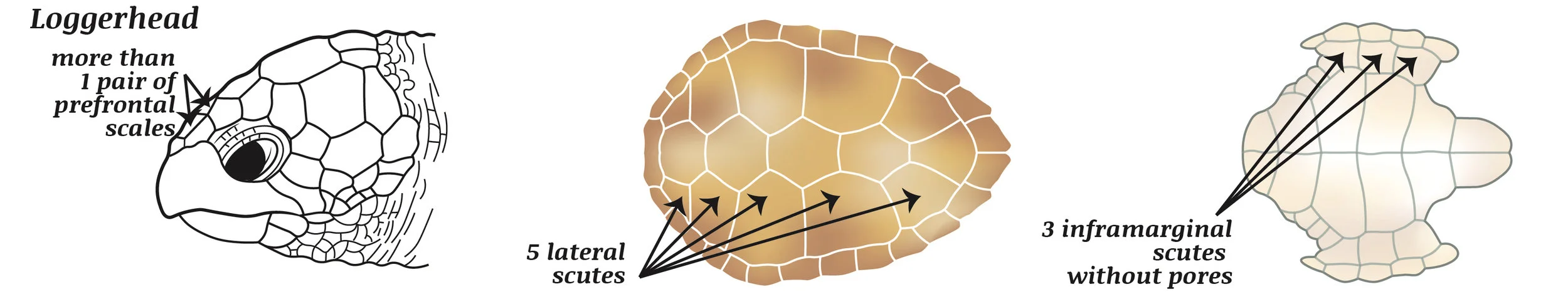 loggerhead.jpg