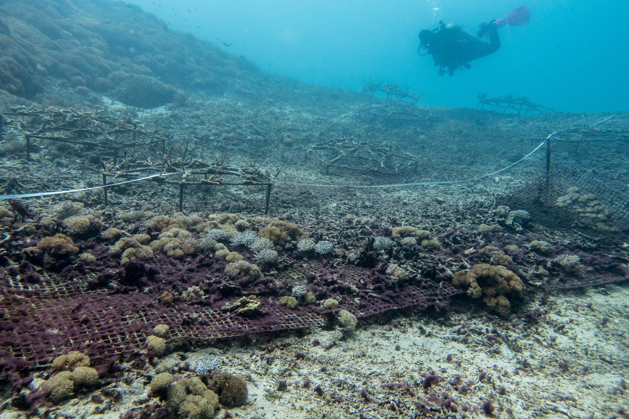 Stabilization of rubble using wire mesh to promote reef recovery Blue