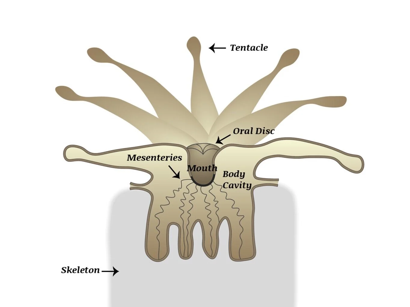 Anatomical diagram of a coral polyp, labeling the tentacles, oral disc, mouth, body cavity and skeleton