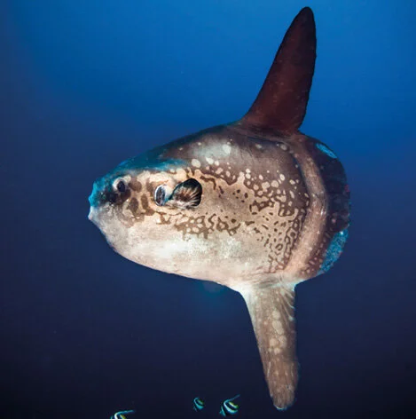 Mola mola ocean sunfish