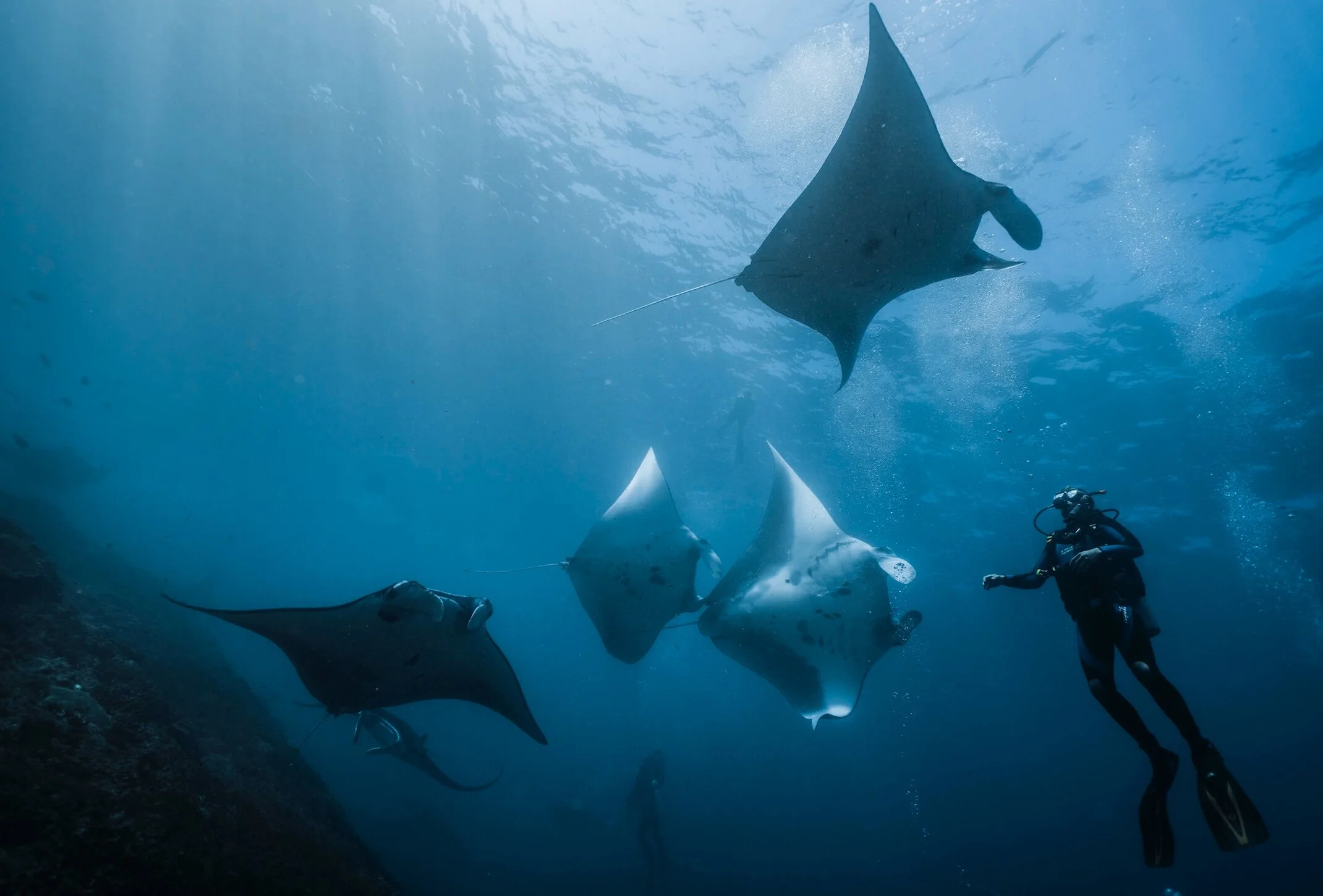 Reef manta rays gliding past a diver in the Nusa Penida Marine Park