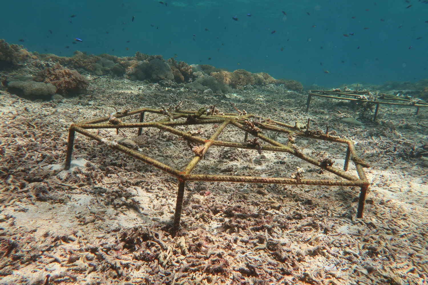 A modular coated-metal coral restoration frame on the seafloor