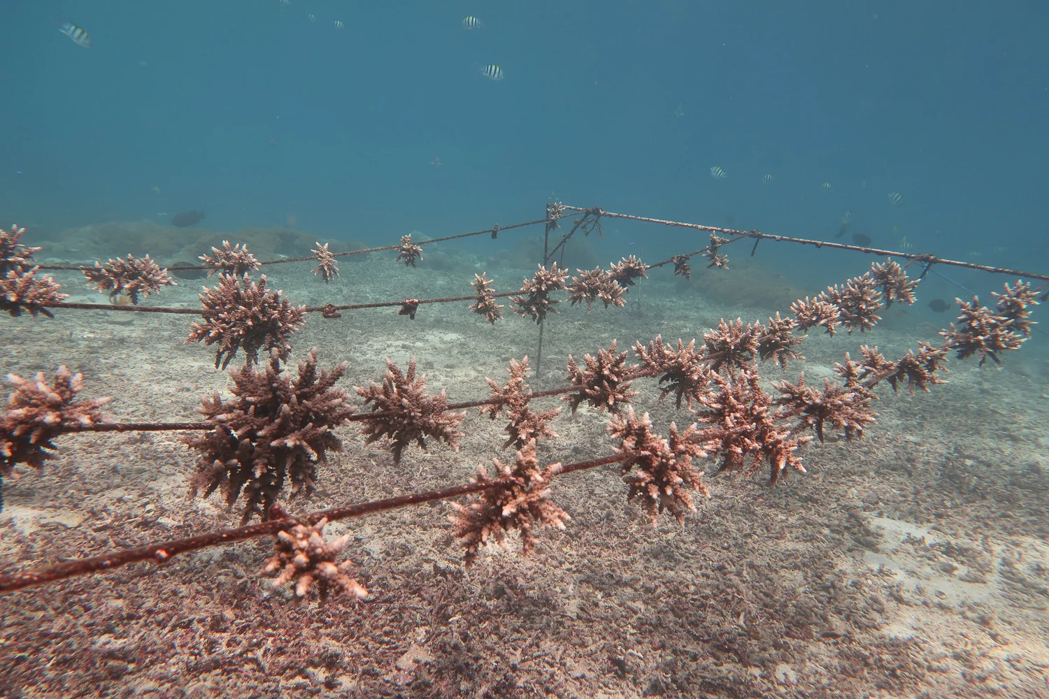 Coral fragments growing on a floating nursery in Nusa Penida