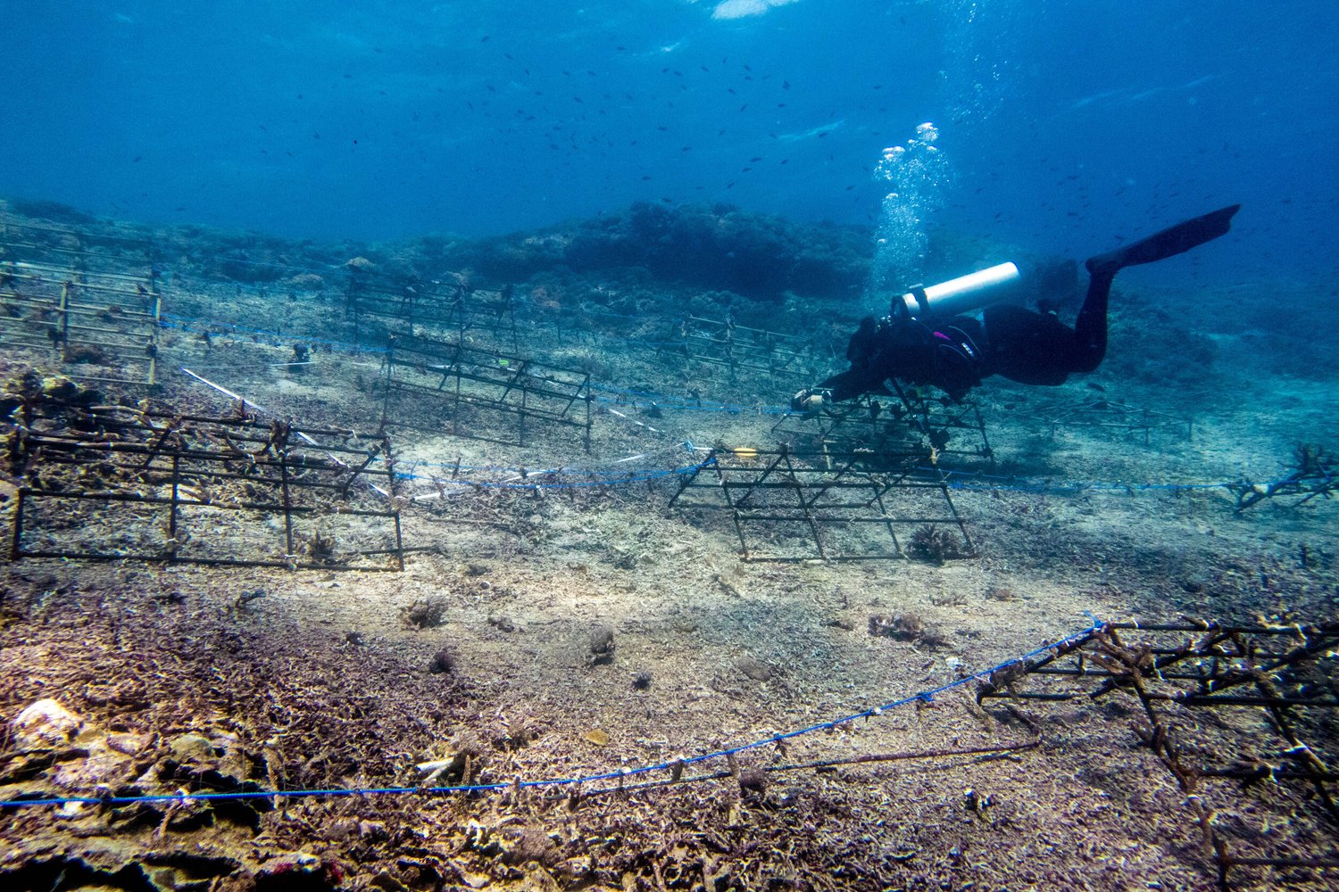 Modular coral frames at the restoration site
