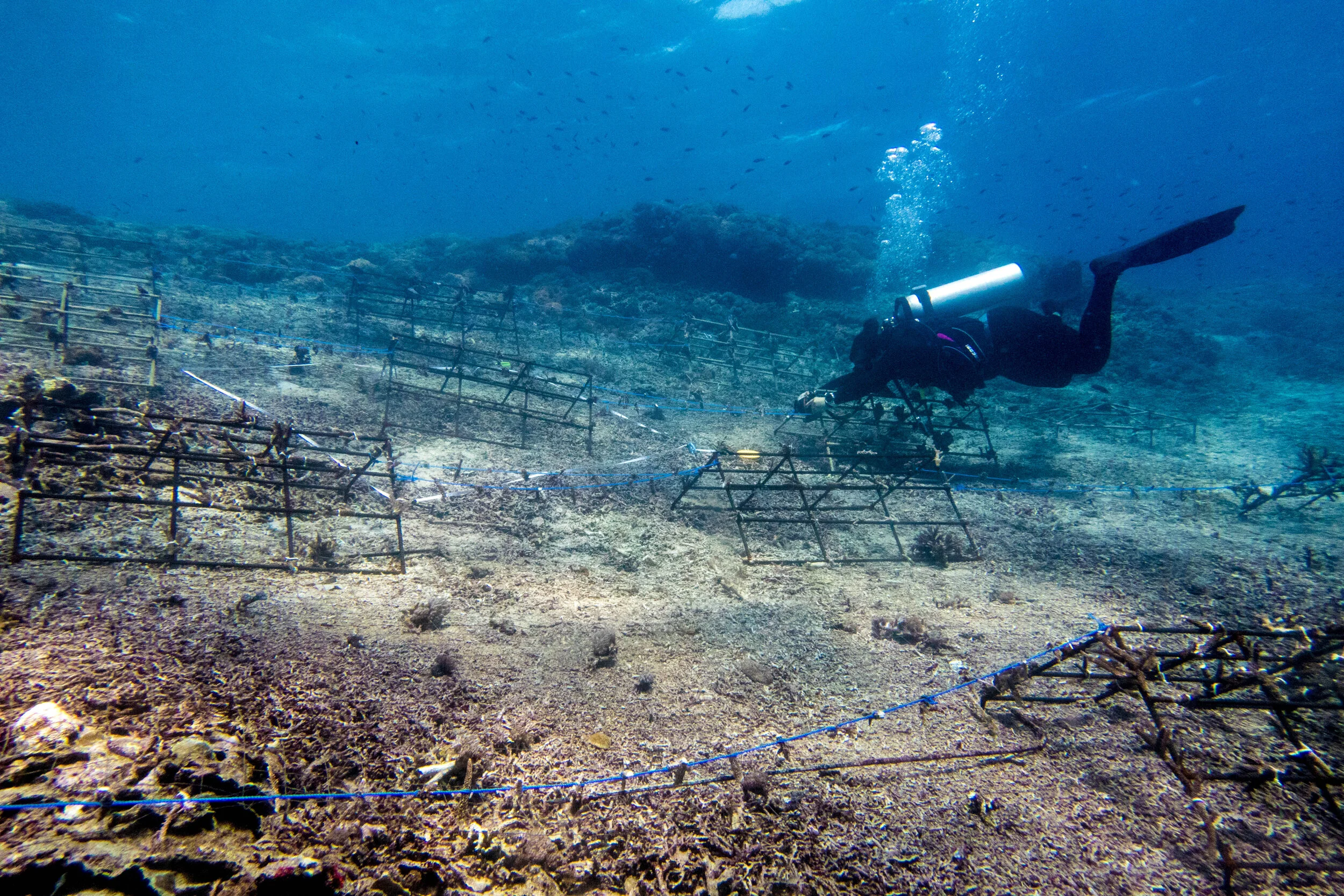 Modular coral frames being installed at the Nusa Penida restoration site