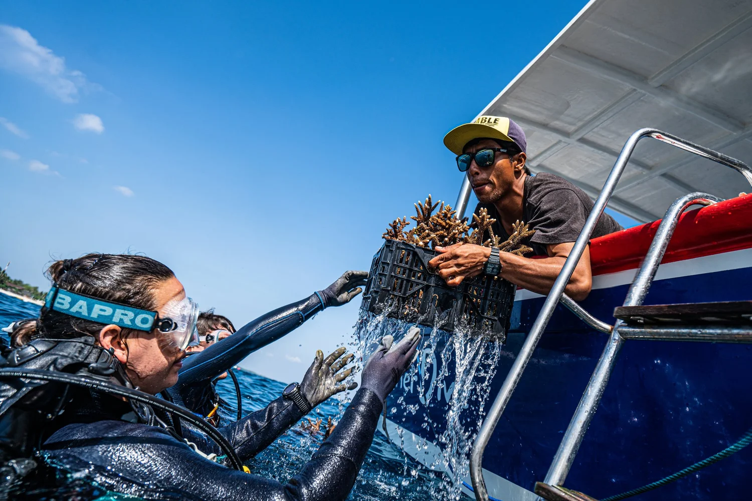 Nursery-grown coral fragments being handed off for transplantation
