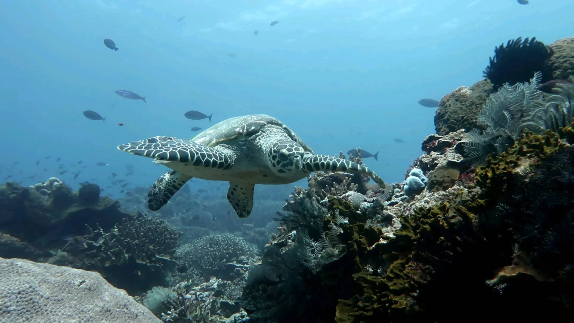 Blue Corner Marine Research