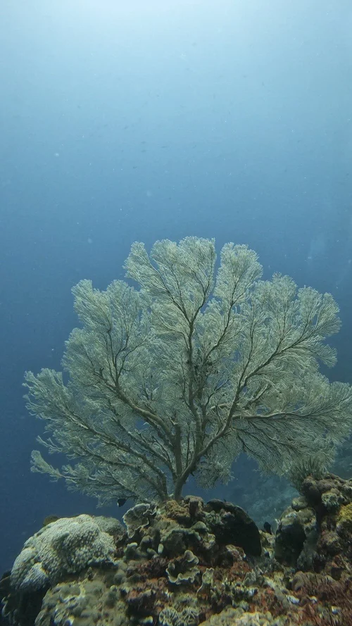 Blue Corner Marine Research