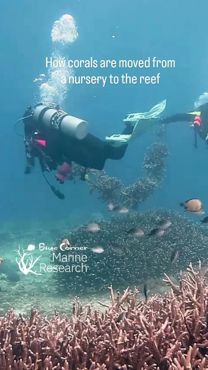Blue Corner Marine Research