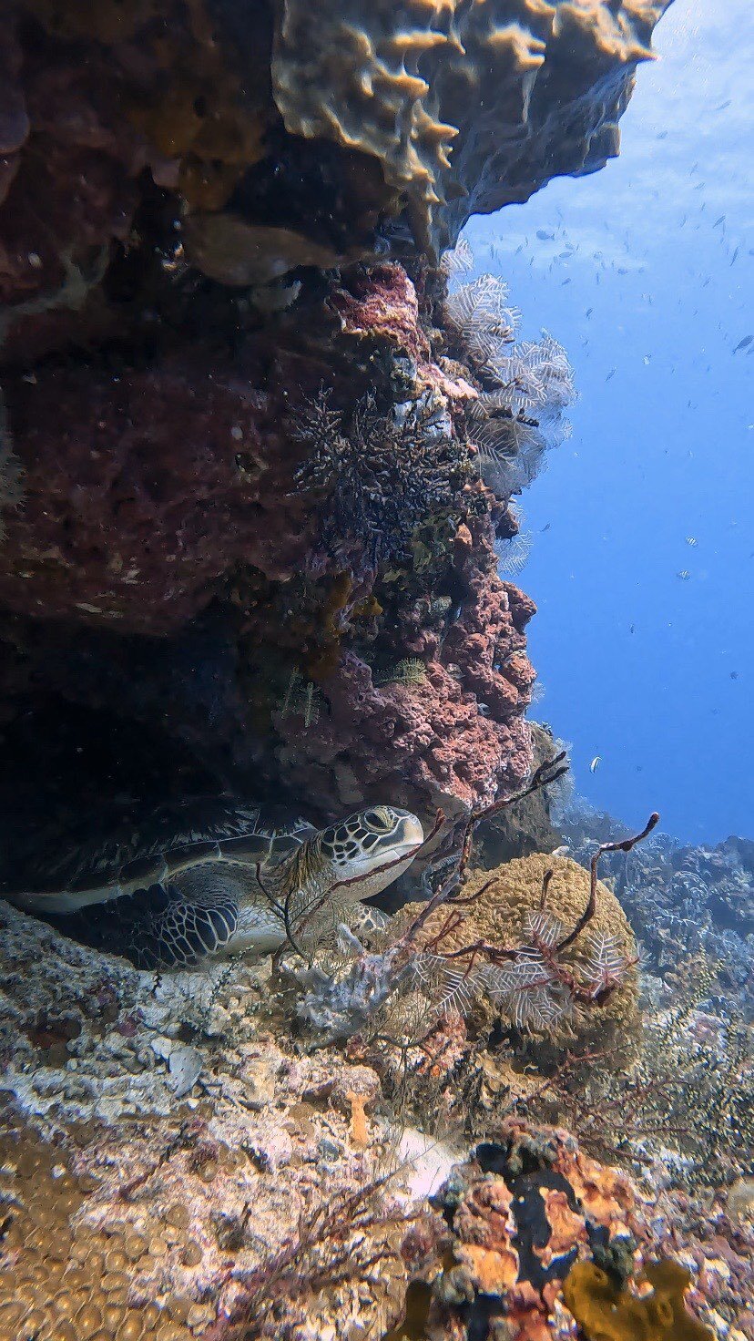 Blue Corner Marine Research