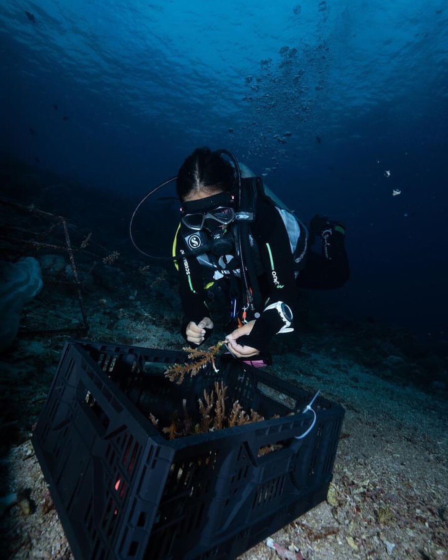 Blue Corner Marine Research