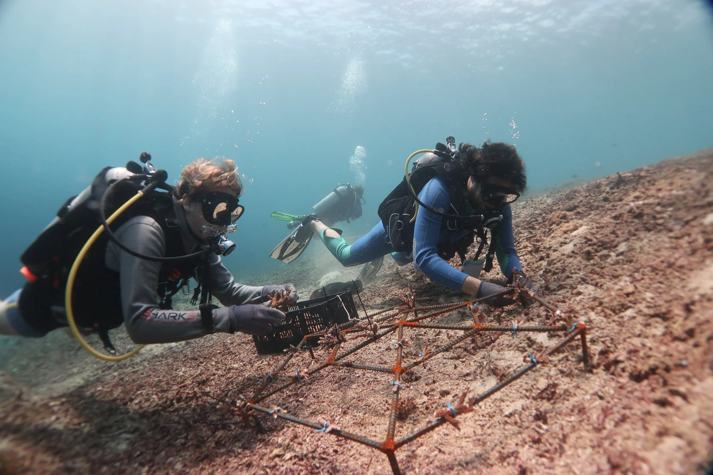 planting corals on artificial reefs