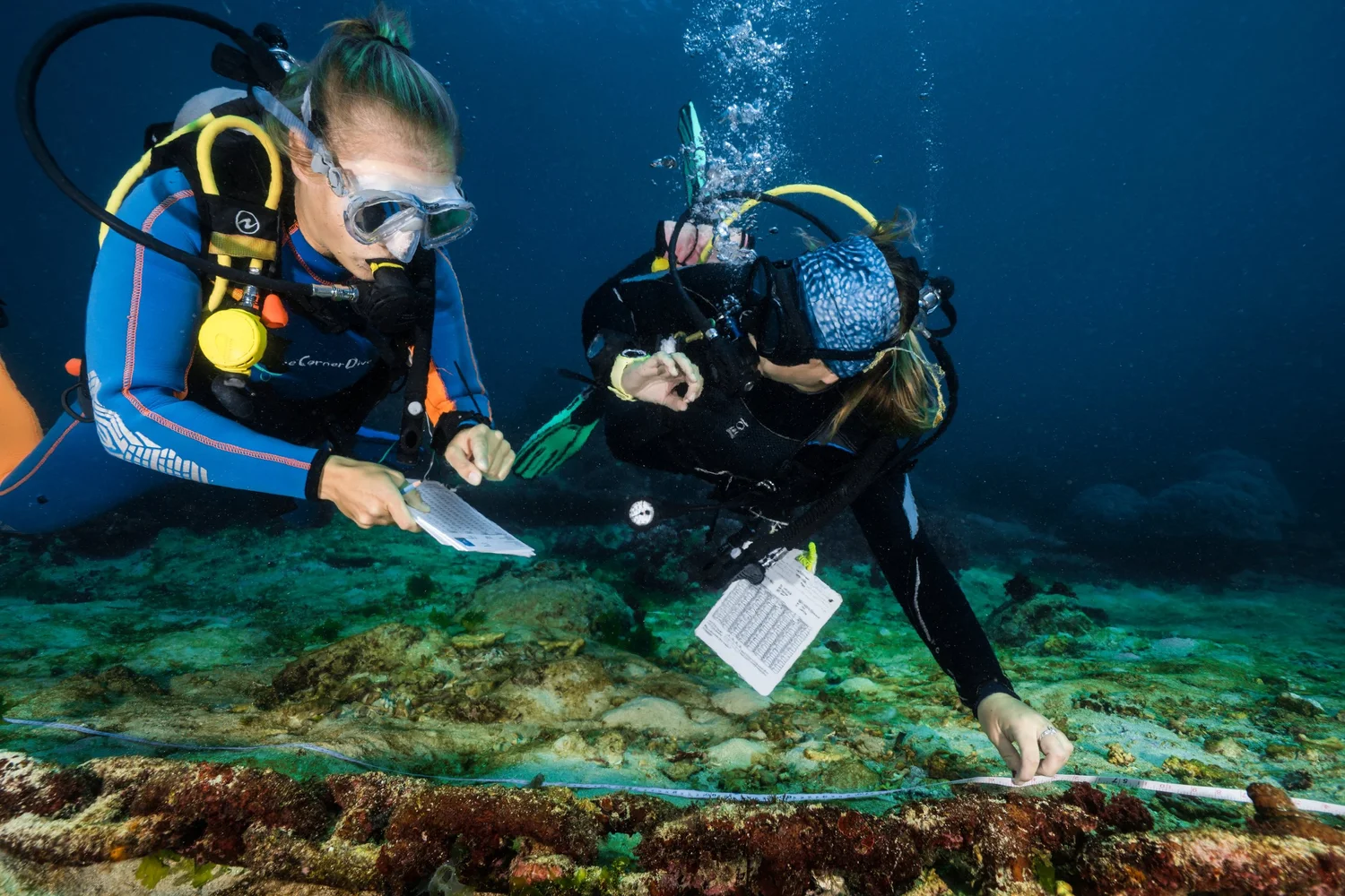 Divers conducting a reef health survey with transect tape and data slates