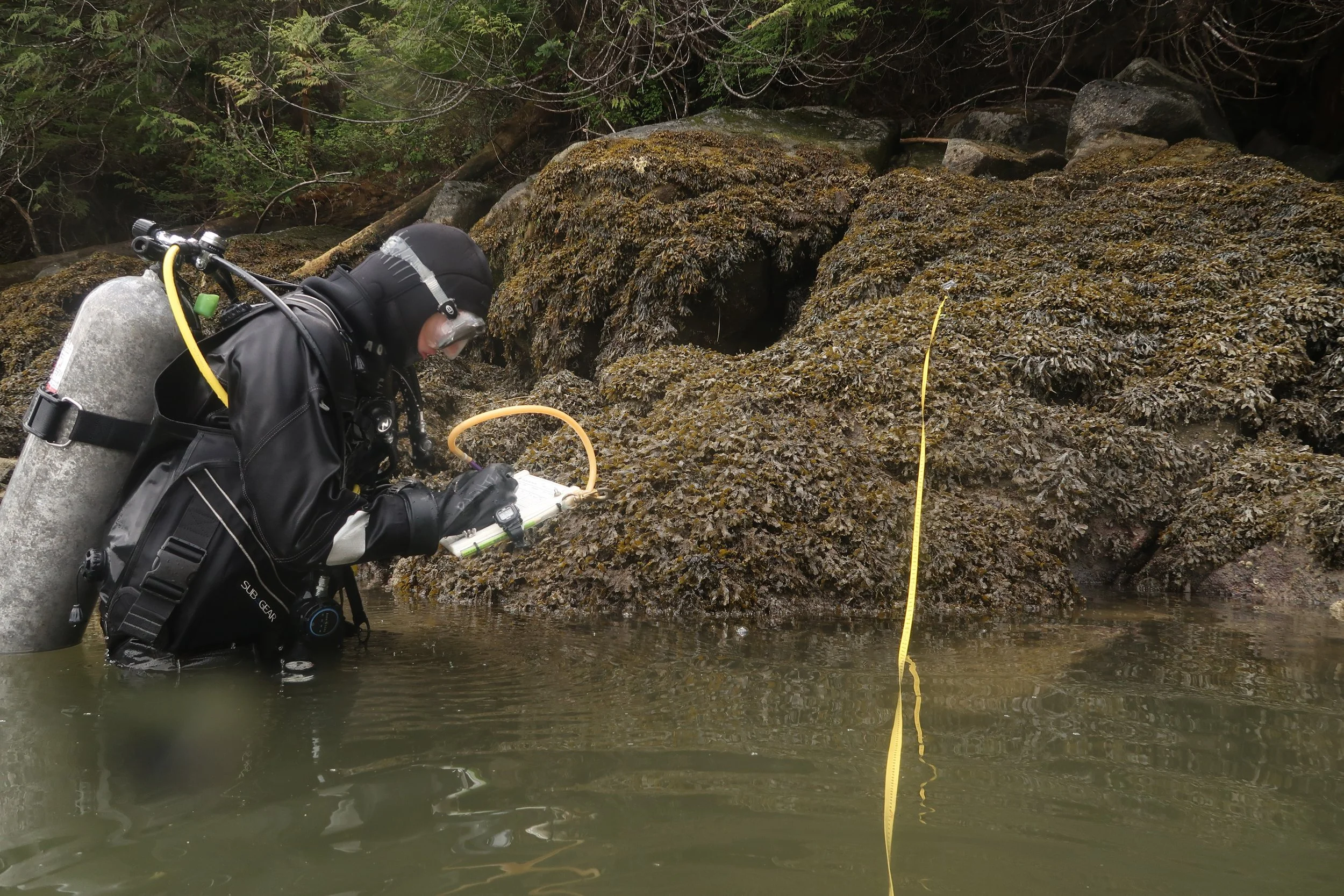 above water surveying transect.JPG
