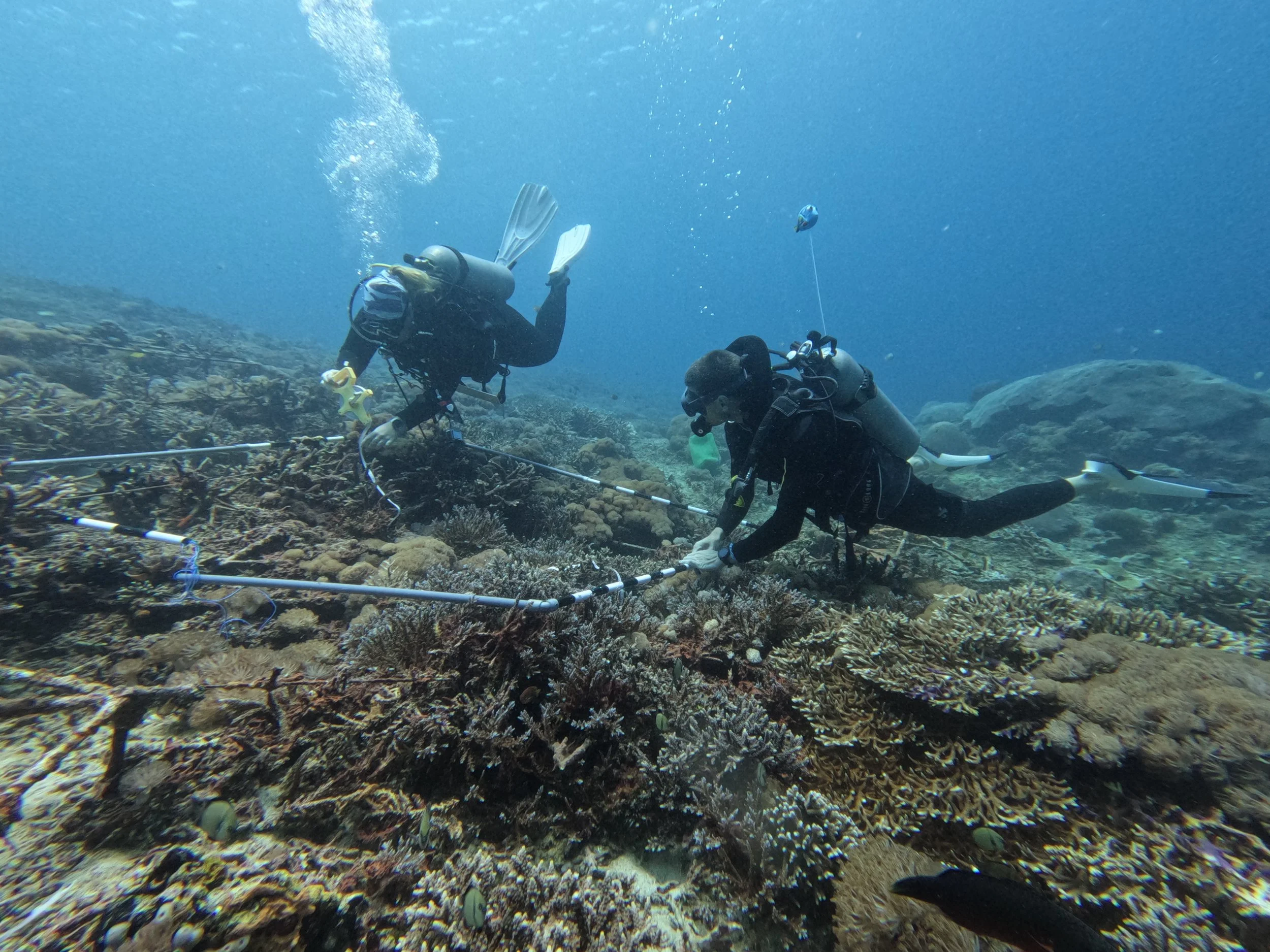 surveys at coral restoration site