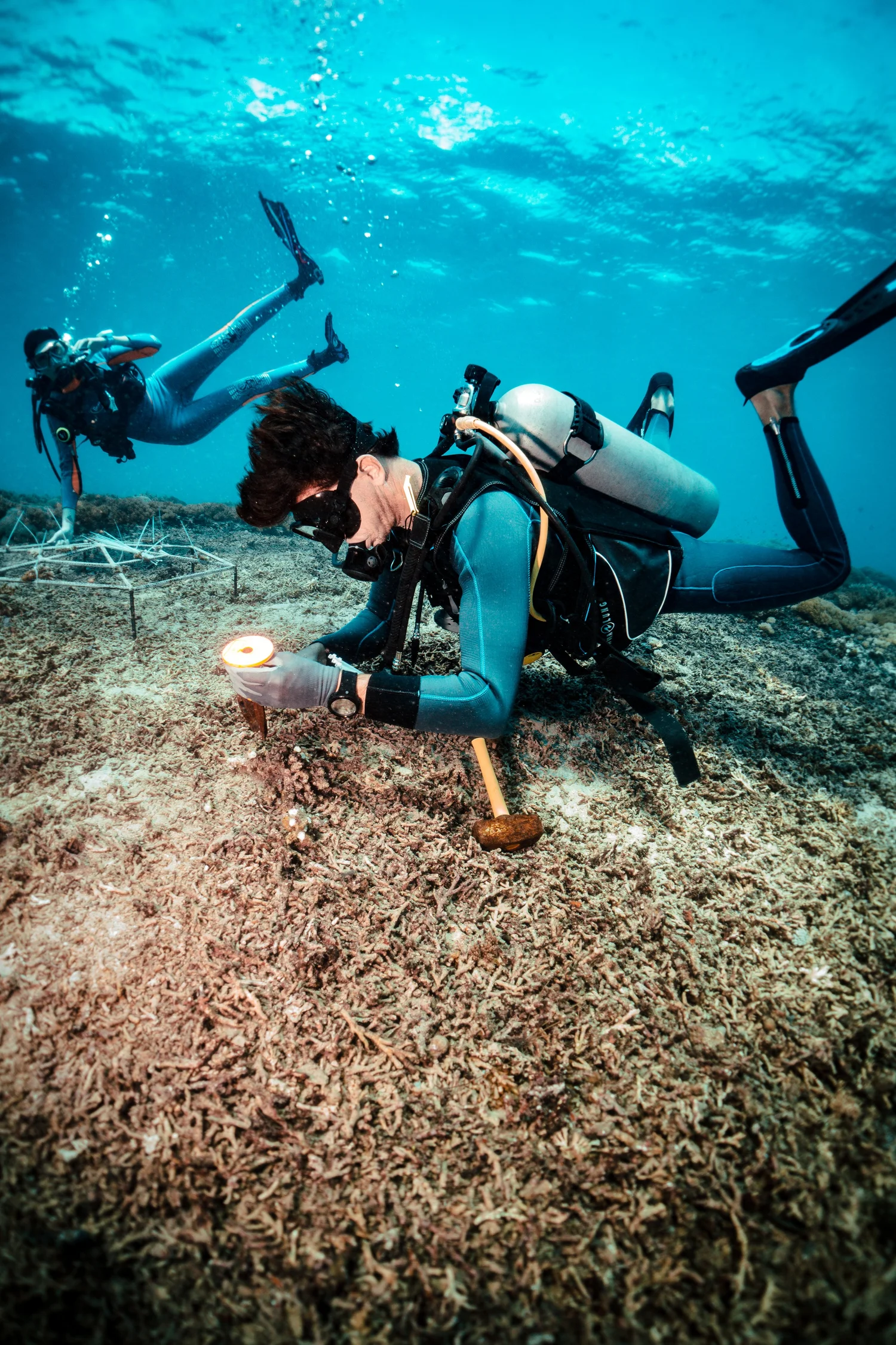 A coral fragment being prepared for transplant