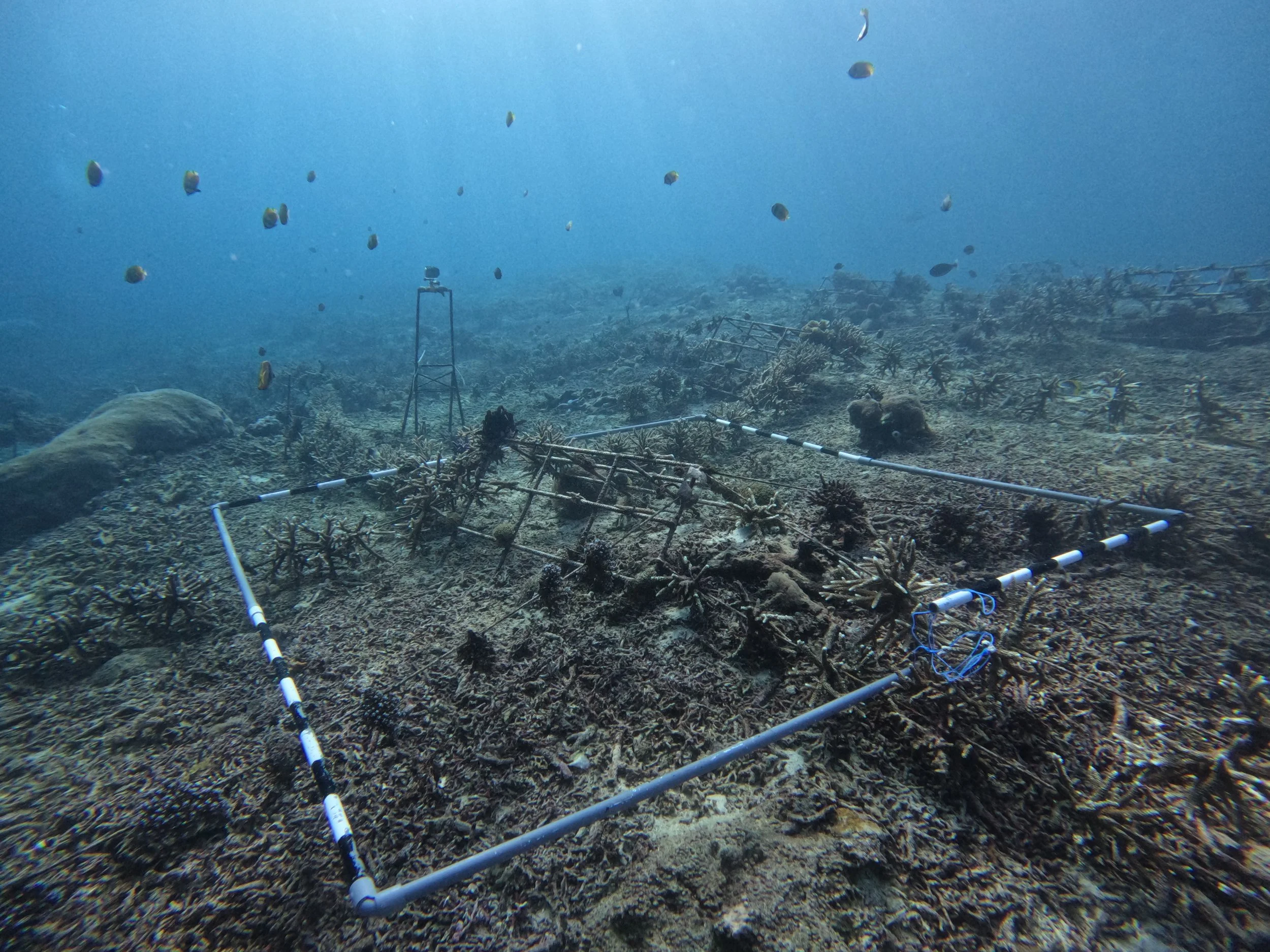 fish surveys at coral restoration site in Nusa Penida Bali