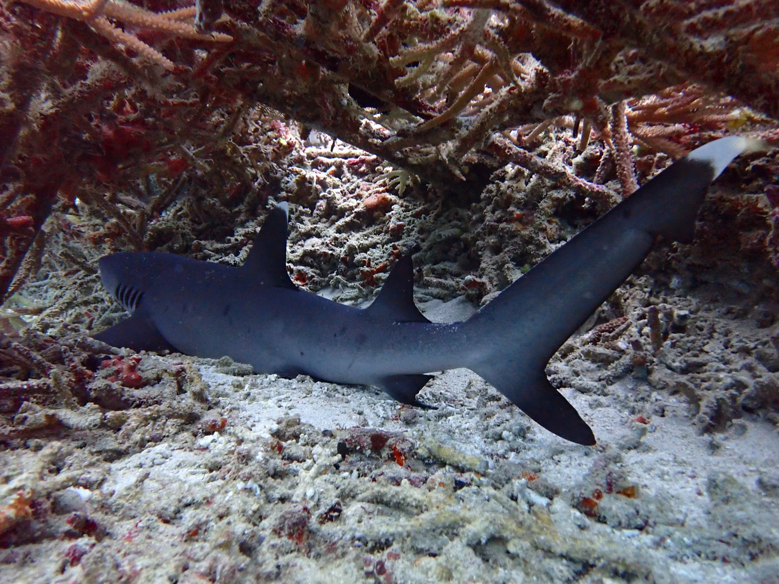 A whitetip reef shark resting on a coral rubble field at Nusa Penida