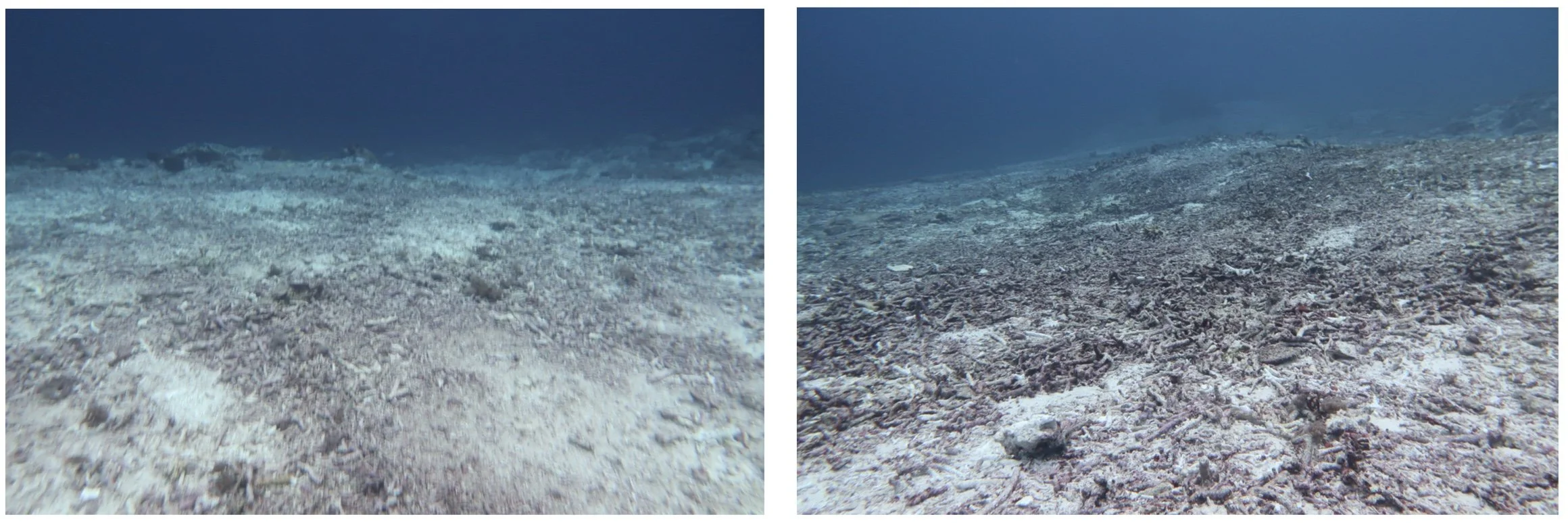 The Mangrove Reef restoration project on Nusa Lembongan
