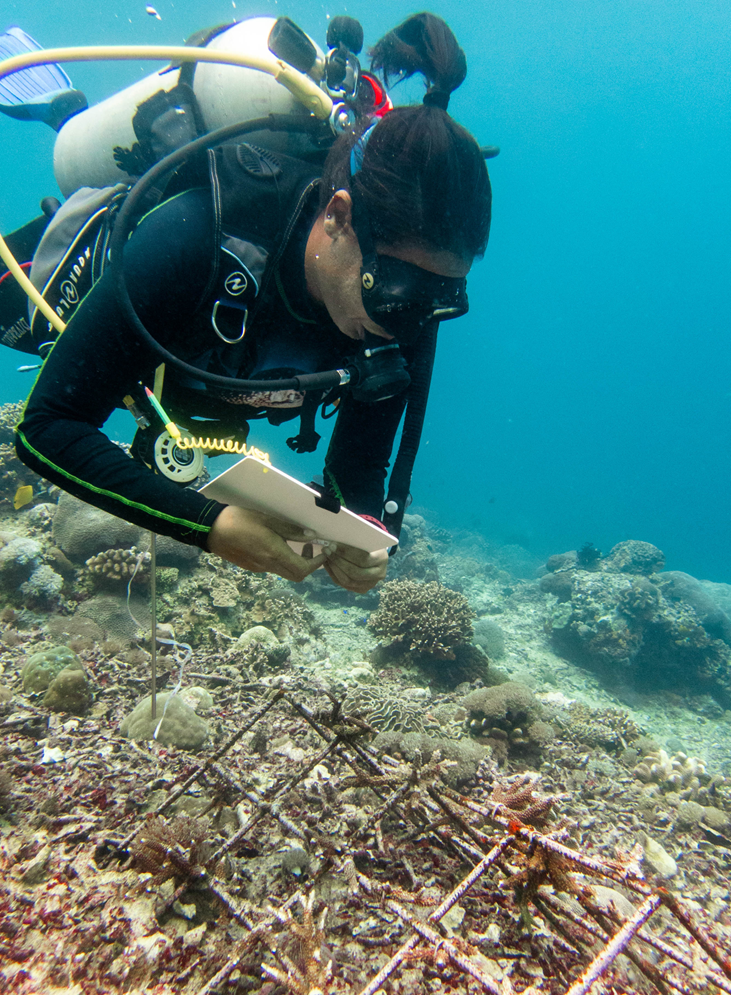 monitoring coral restoration