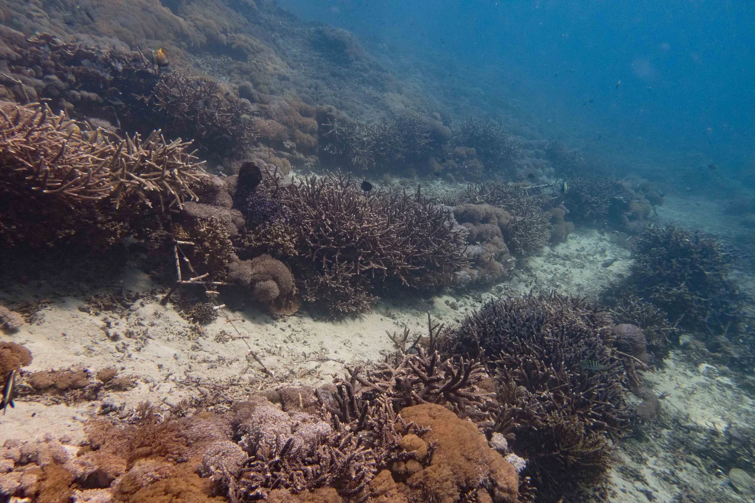 Mature coral colonies grown on submerged restoration frames