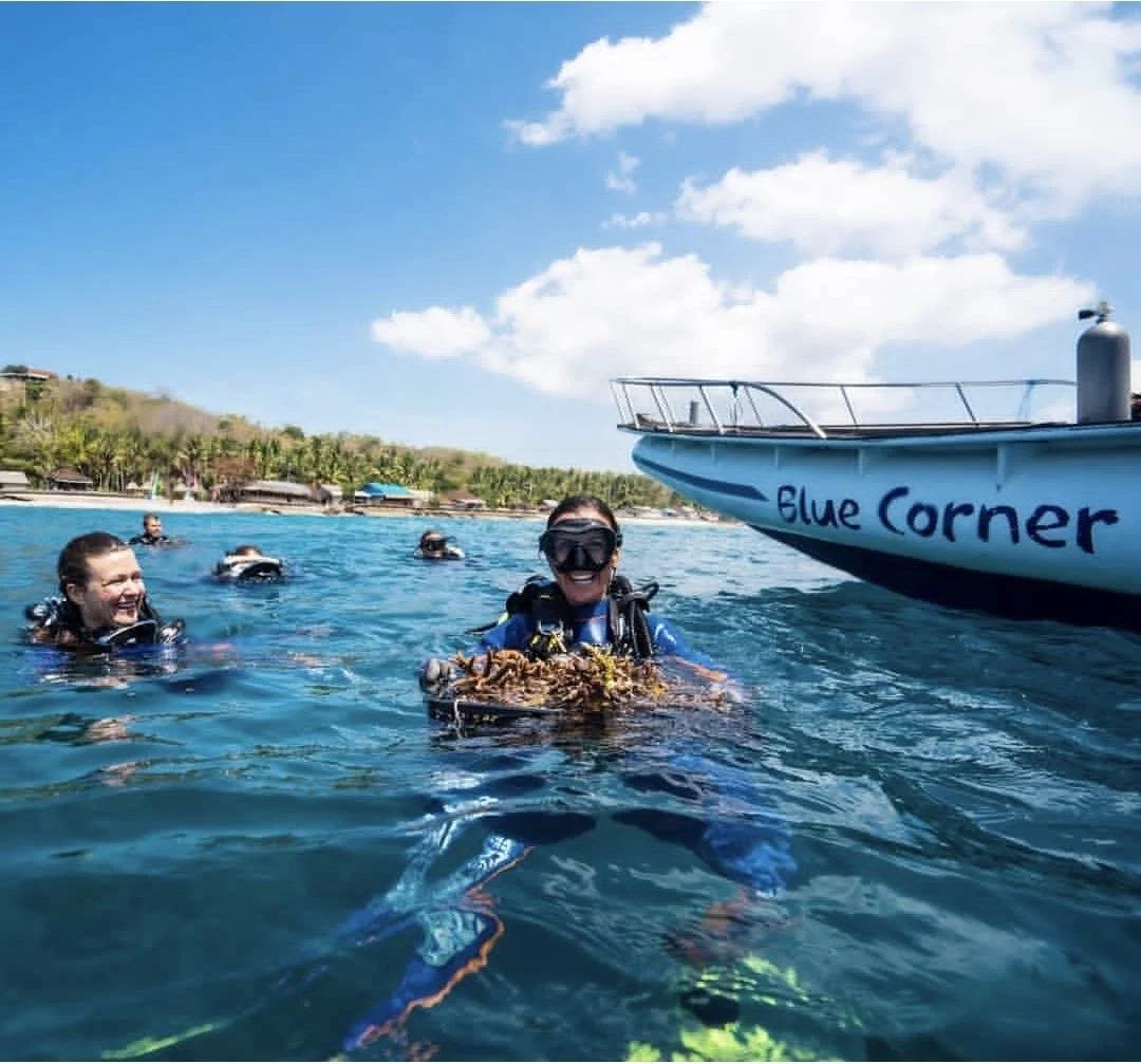 blue corner conservation coral internship