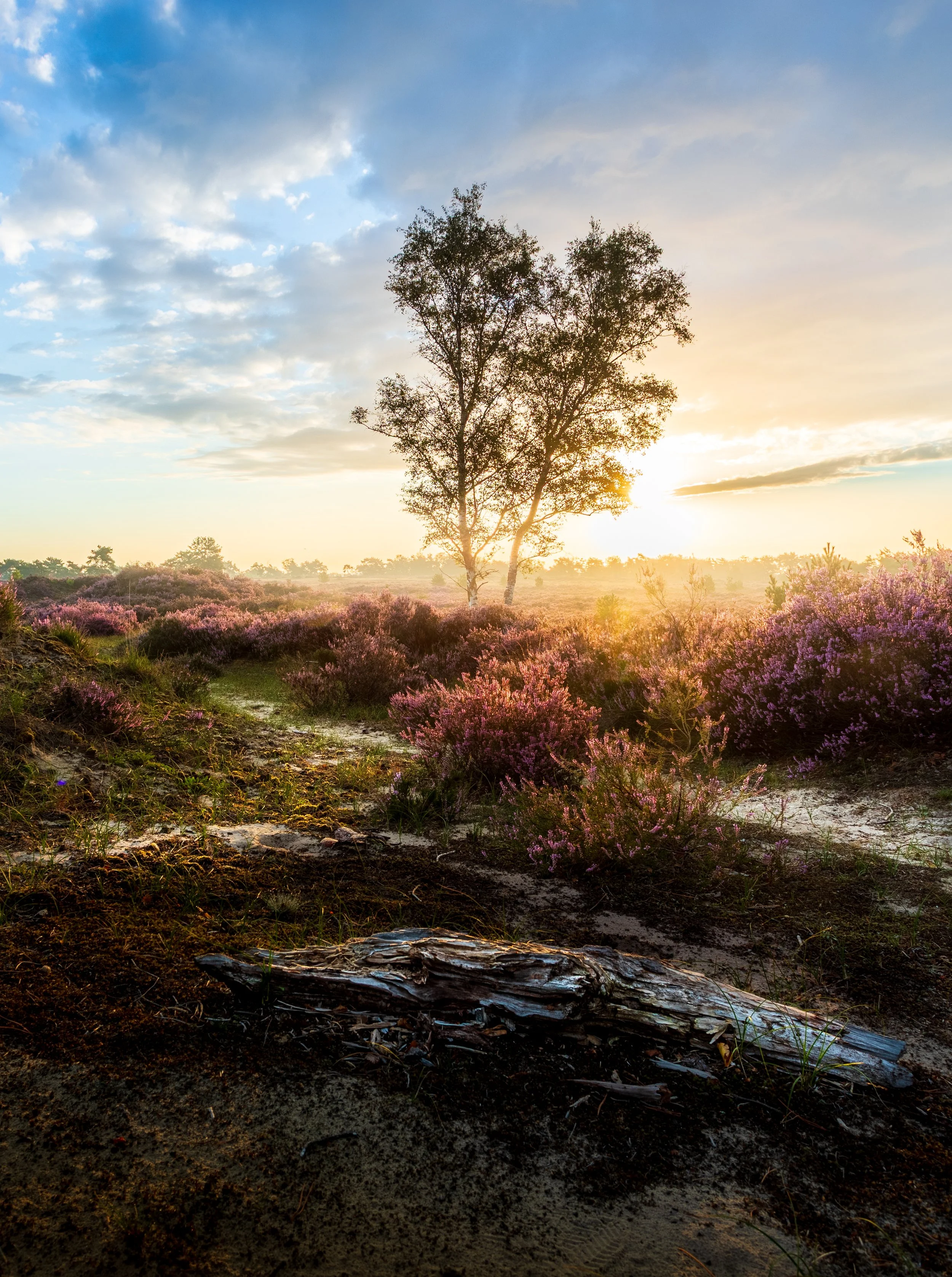 Alleen met twee - Alone by Two - Kalmthoutse Heide.jpg