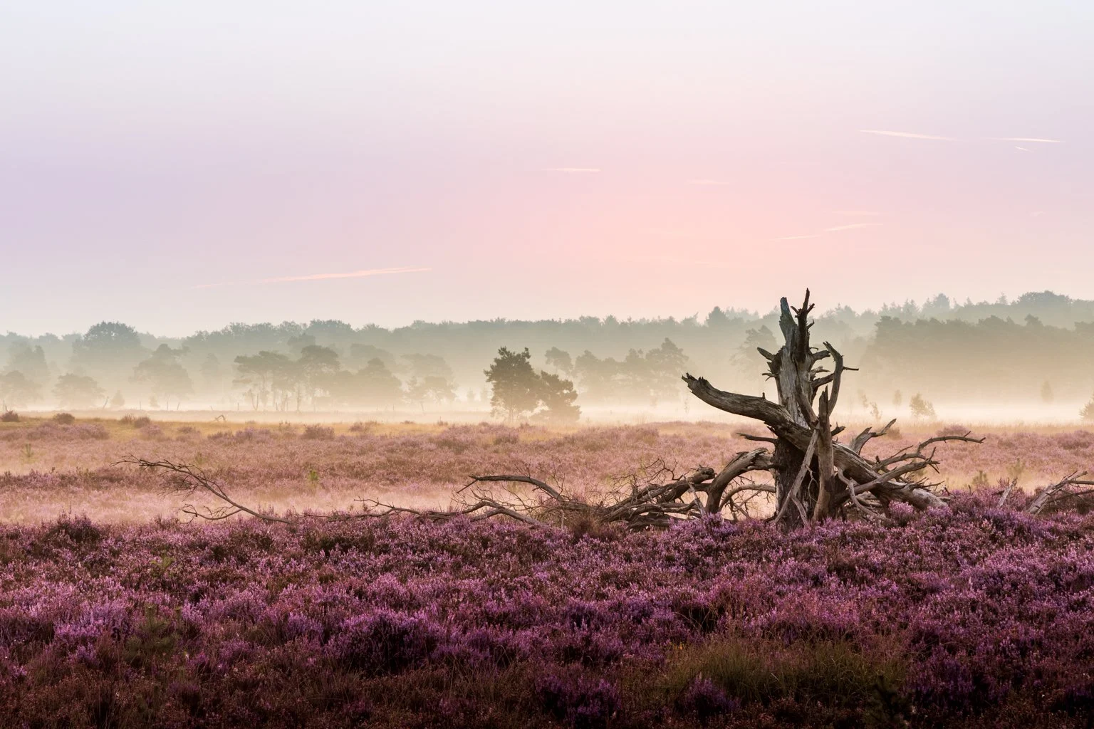Kamthoutse heide pink dead tree.jpg