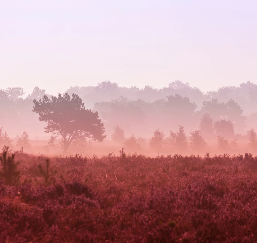 Roze heide - Pink Heather.jpg