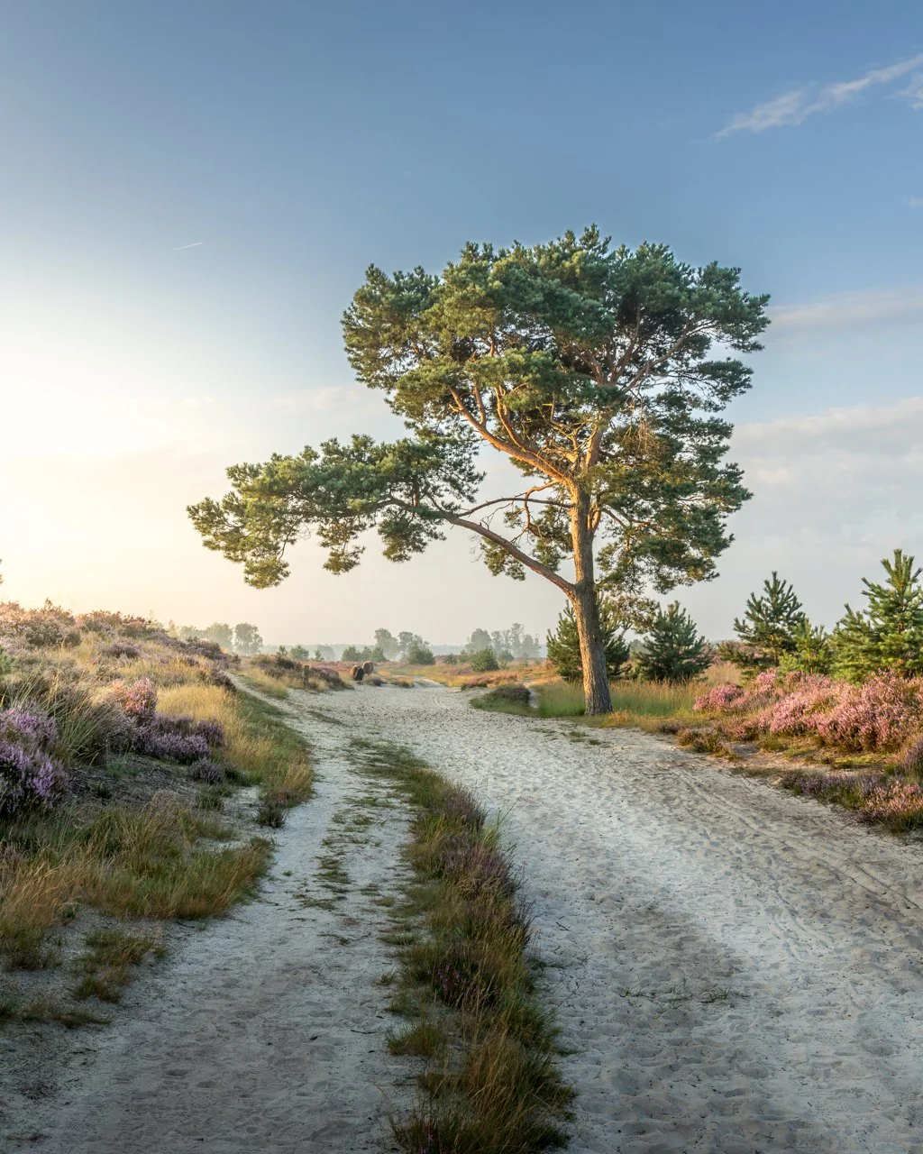 Calm sunrise - Kalmthoutse Heide.jpg