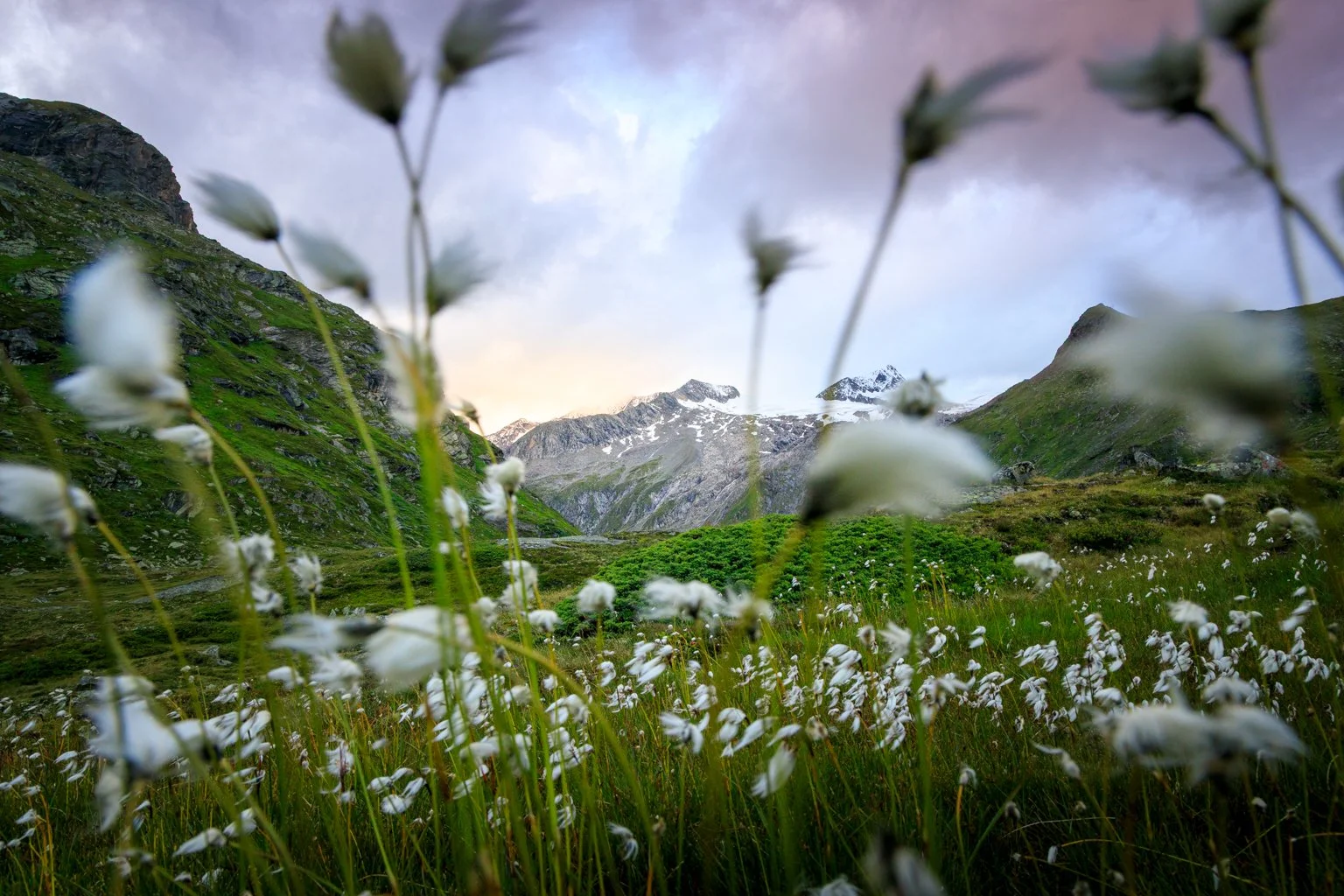 Witte bloemen aan Grossvenediger - White flowers on grossvenediger - Austria3.jpg