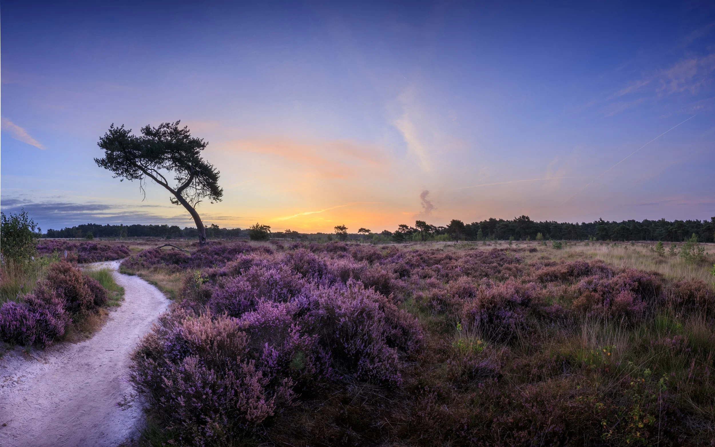 Purperen Heide voor de zonsopkomst - Purple Heather before sunrise - Kalmthoutse Heide.jpg