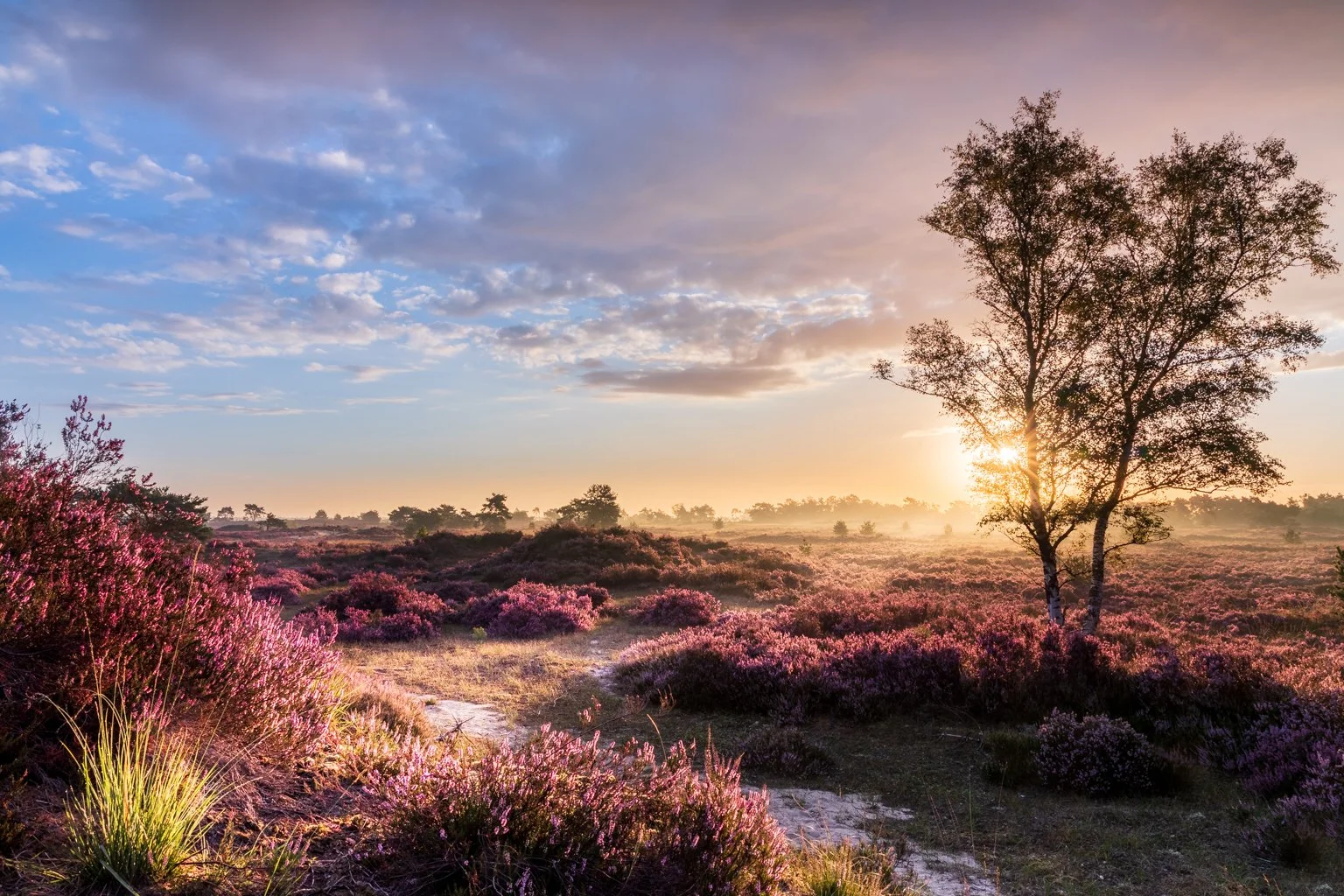 Purperen Heide / Purple Heather.jpg