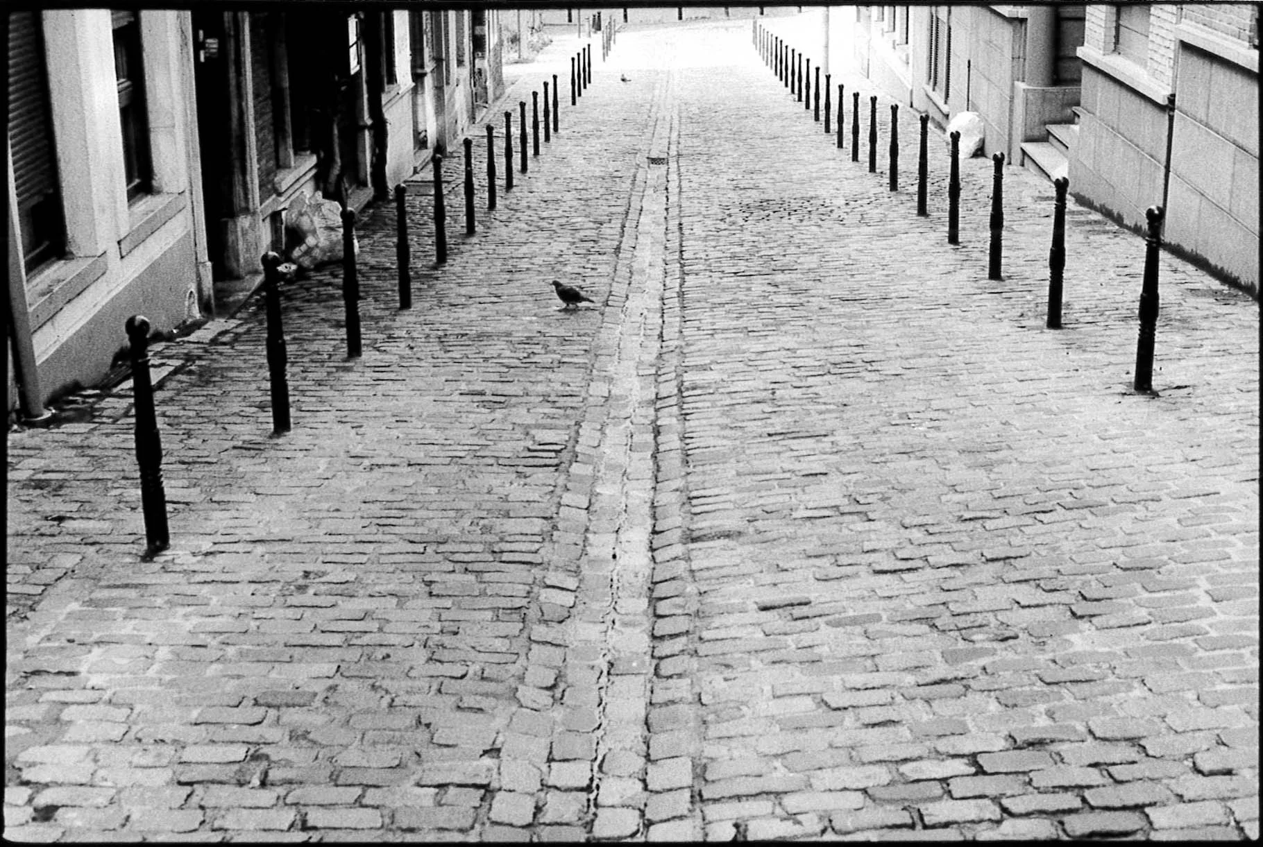 pigeon Bruxelles-2.jpg