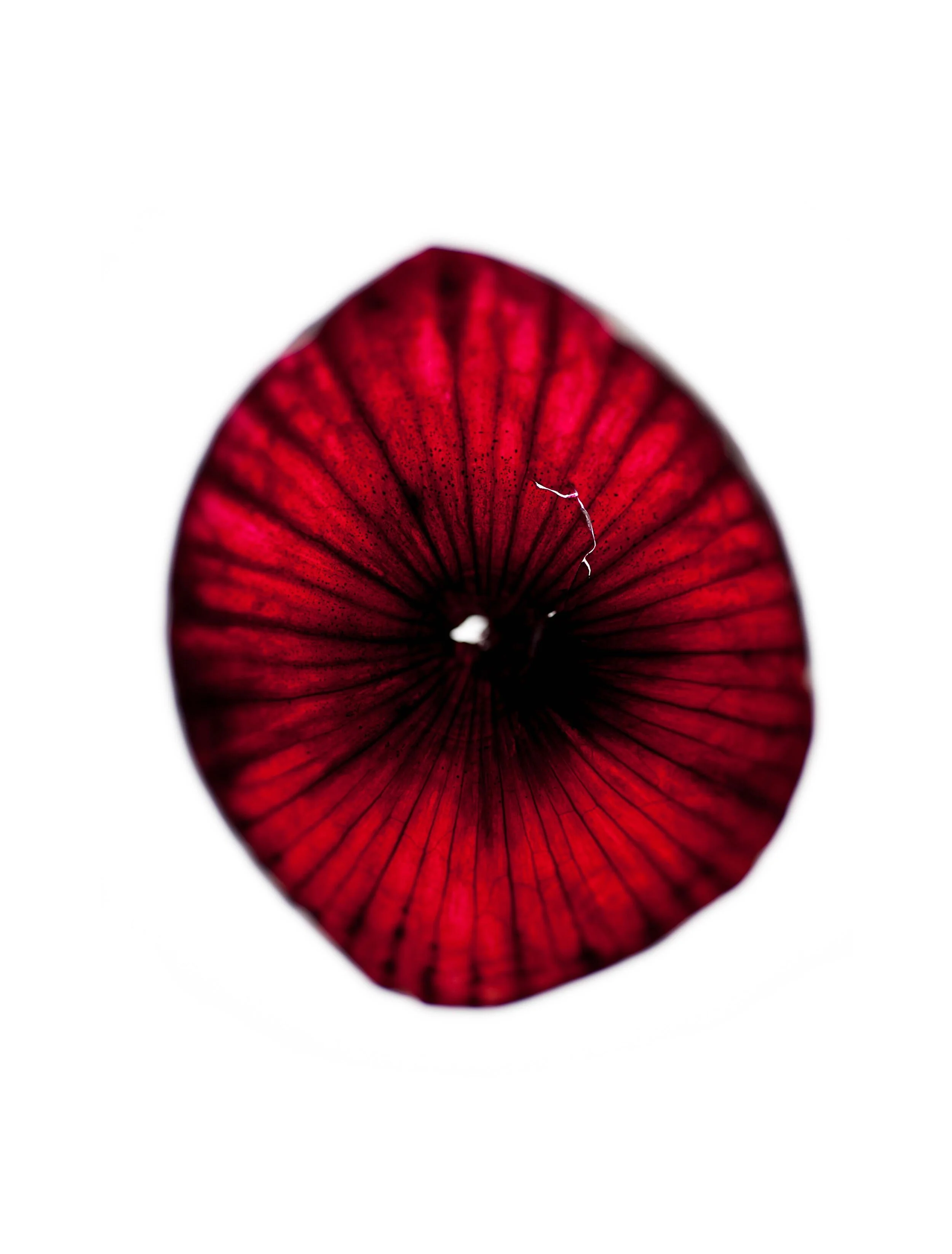 Skin – Photography Project by Cristina Jacob