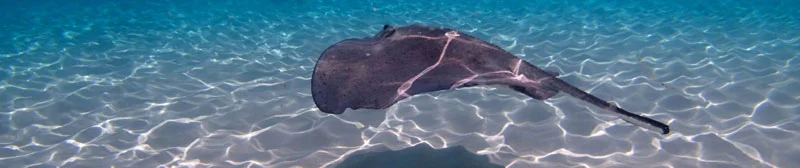 Stingray City Cayman Islands.jpg