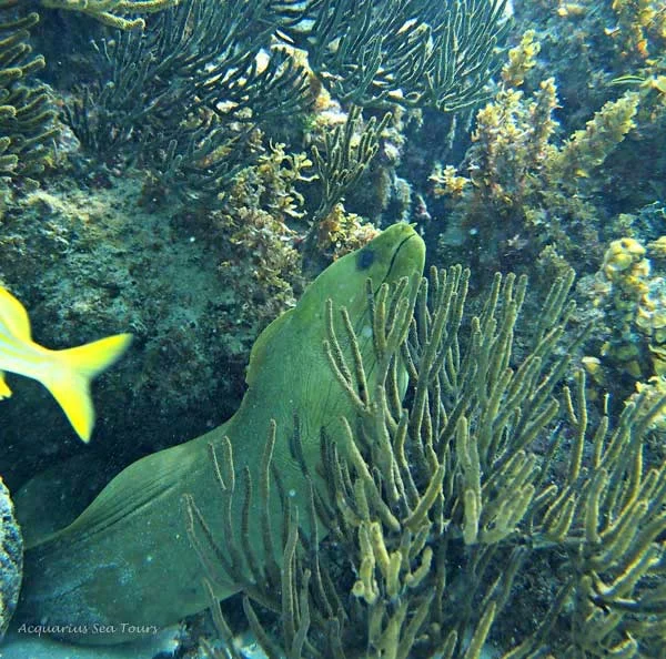 Best snorkeling in Grand Cayman