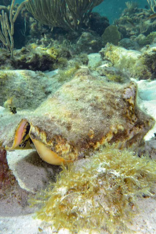 Conch Shell in Grand Cayman