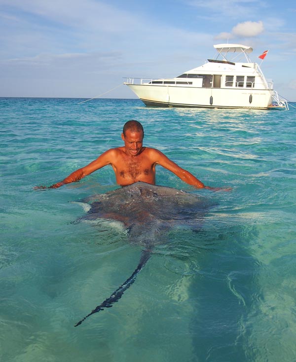 Dwayne flirts and plays with one his "girl" - stingray Snowflake - at the sandbar in Grand Cayman