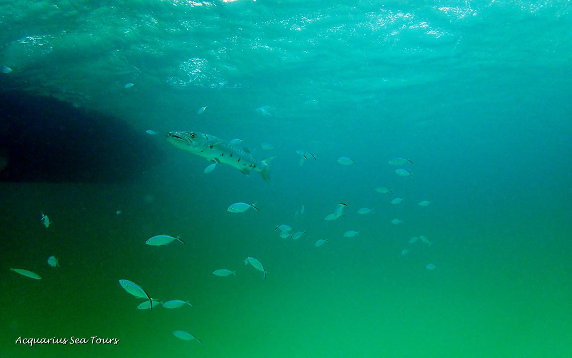 Stingray City Sandbar in Grand Cayman
