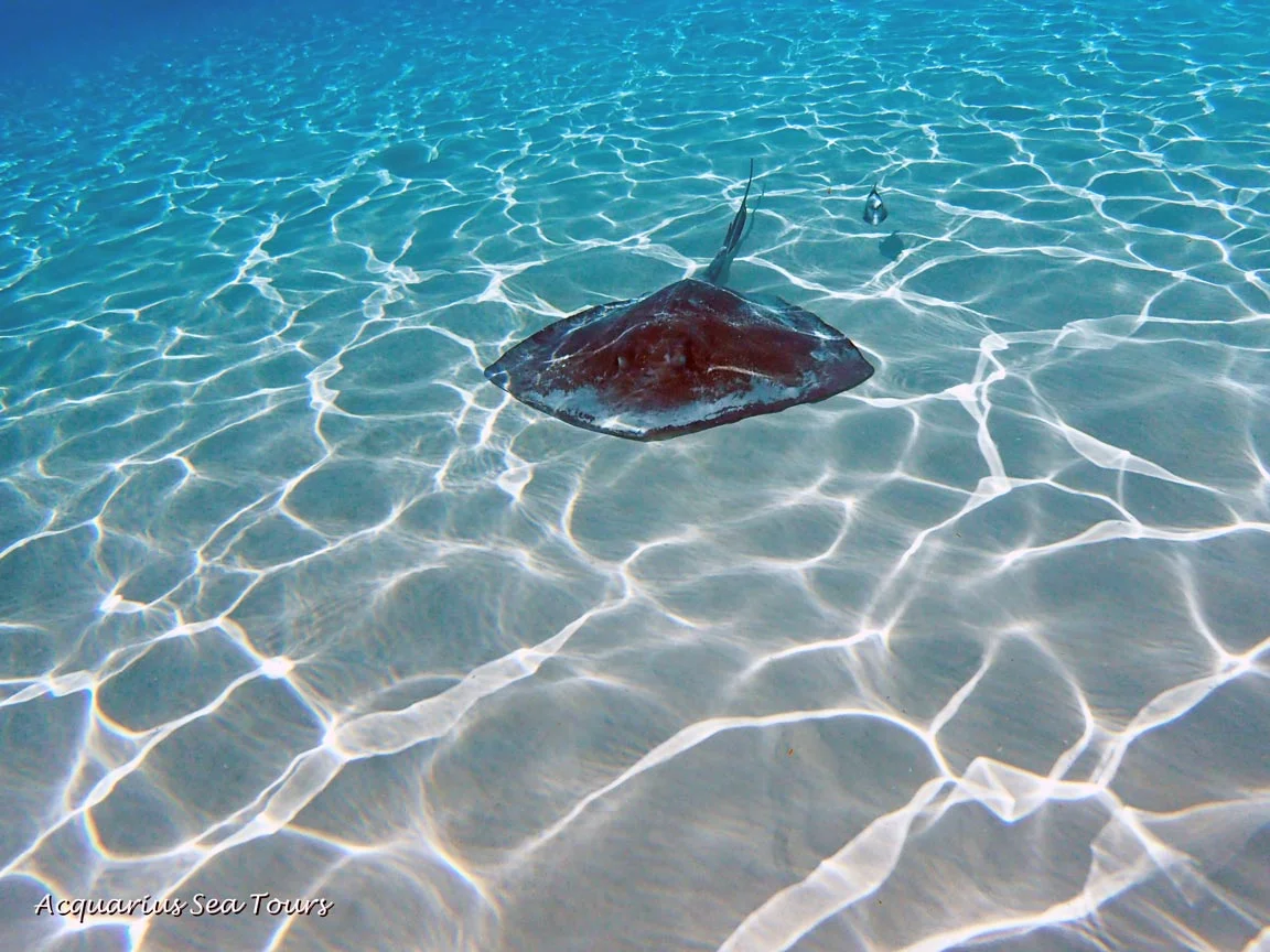 Swimming with Stingrays in Grand Cayman