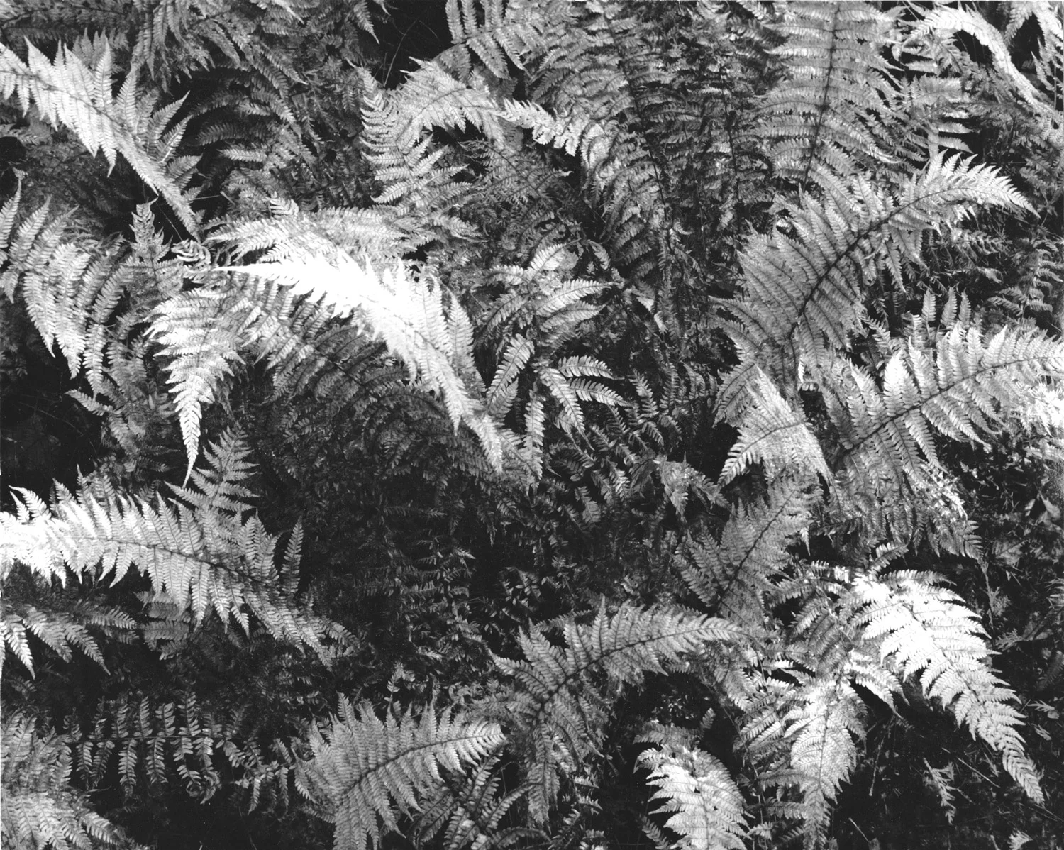 Print detail, hay-scented ferns, autumn, Adirondack Mountains 2011