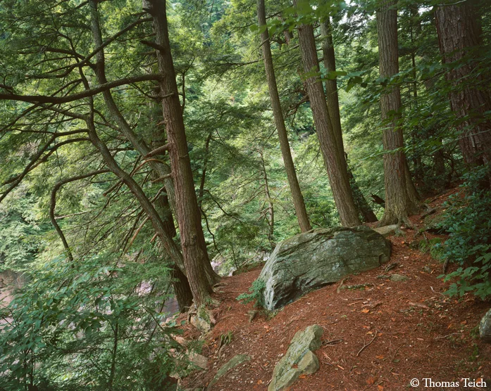 Hemlock forest, boulders, Platte Clove, Catskill Mountains