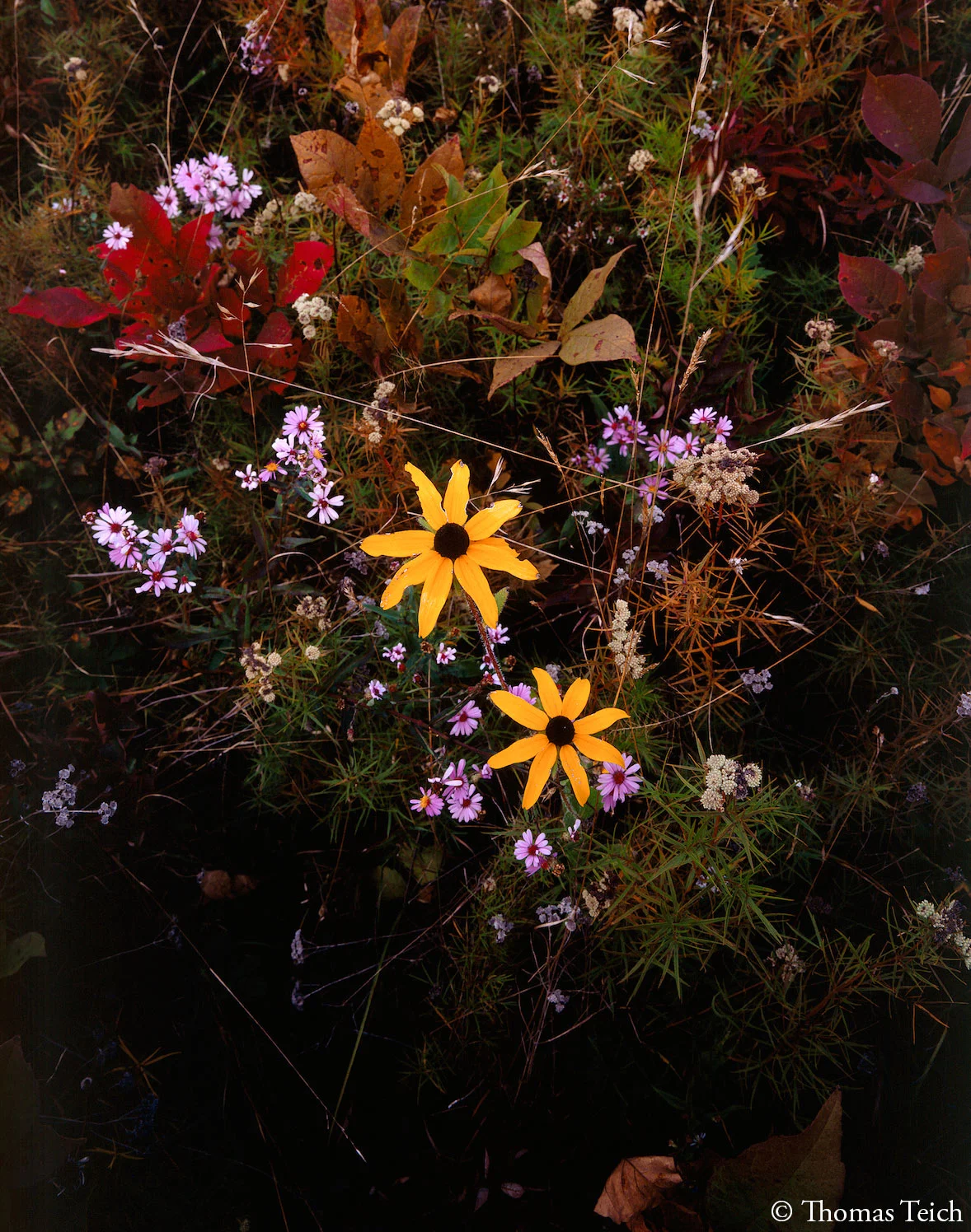 Wildflowers, autumn, Catskill Mountains