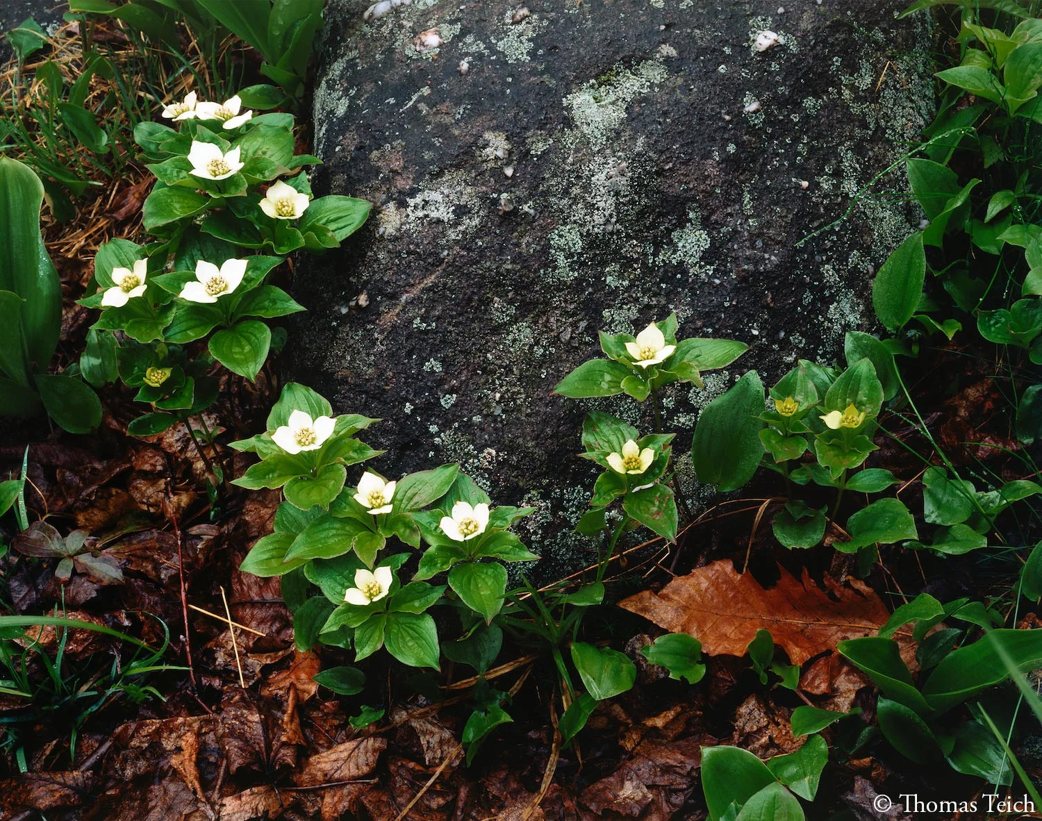 Bunchberry, detail, Panther Mountain, Catskill Mountains
