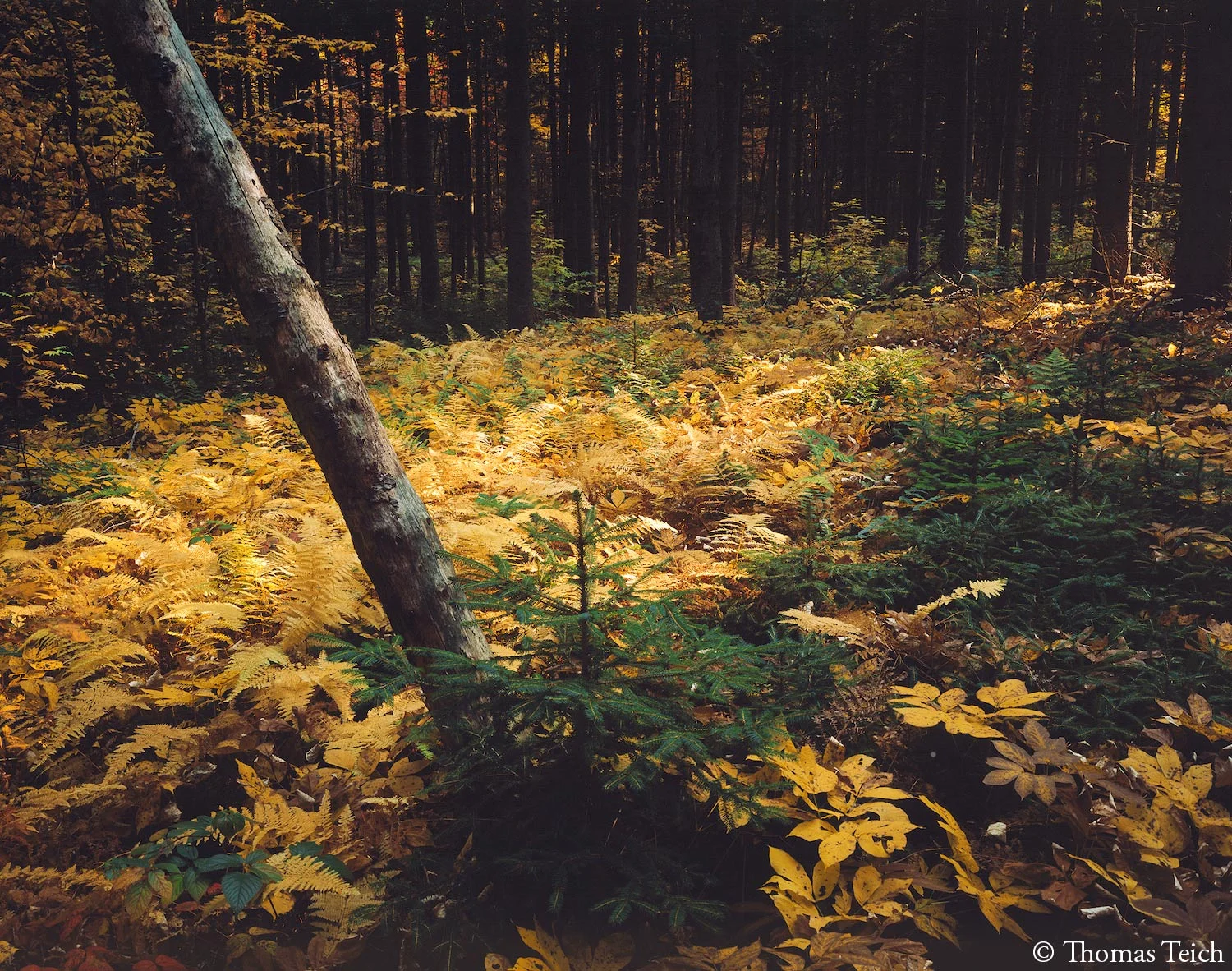 Fern glade, spruce forest, South Mountain State Park, Catskill Mountains