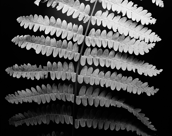 Exhibition of black & white silver gelatin prints of wild northeastern ferns