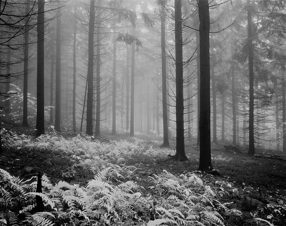 Spruce forest, ferns, fog, Catskill Mountains